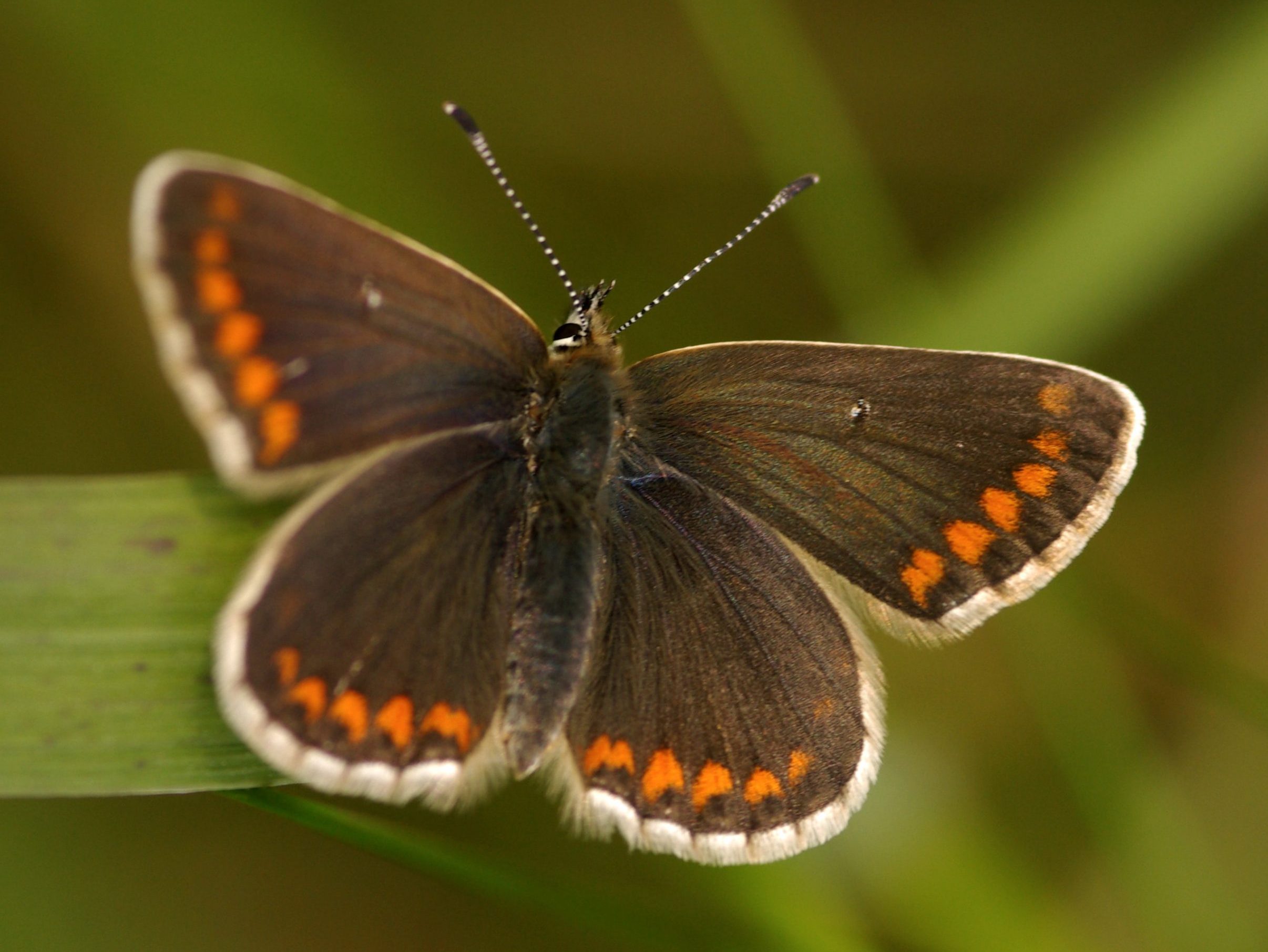 Northern Brown Argus butterfly