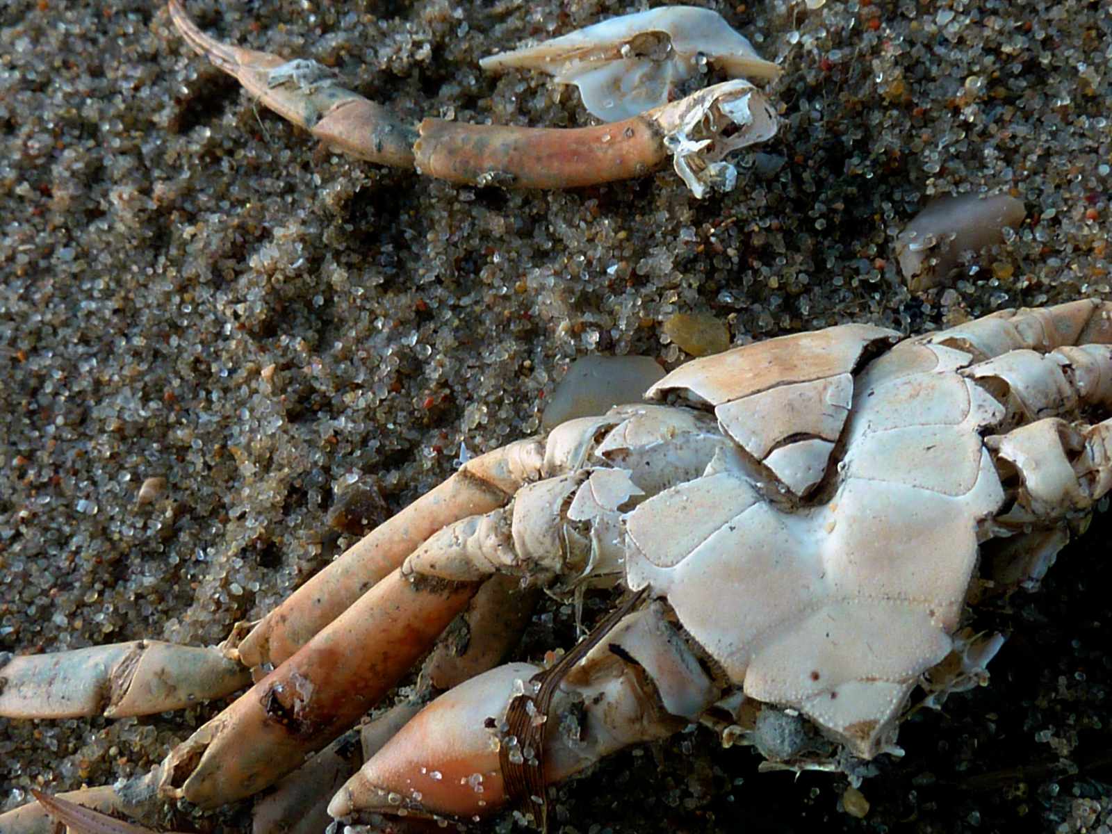 Dead crab on a beach