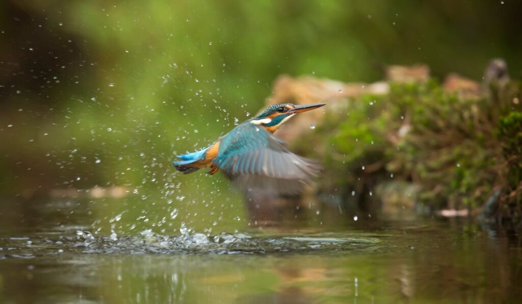 Common kingfisher flying above river